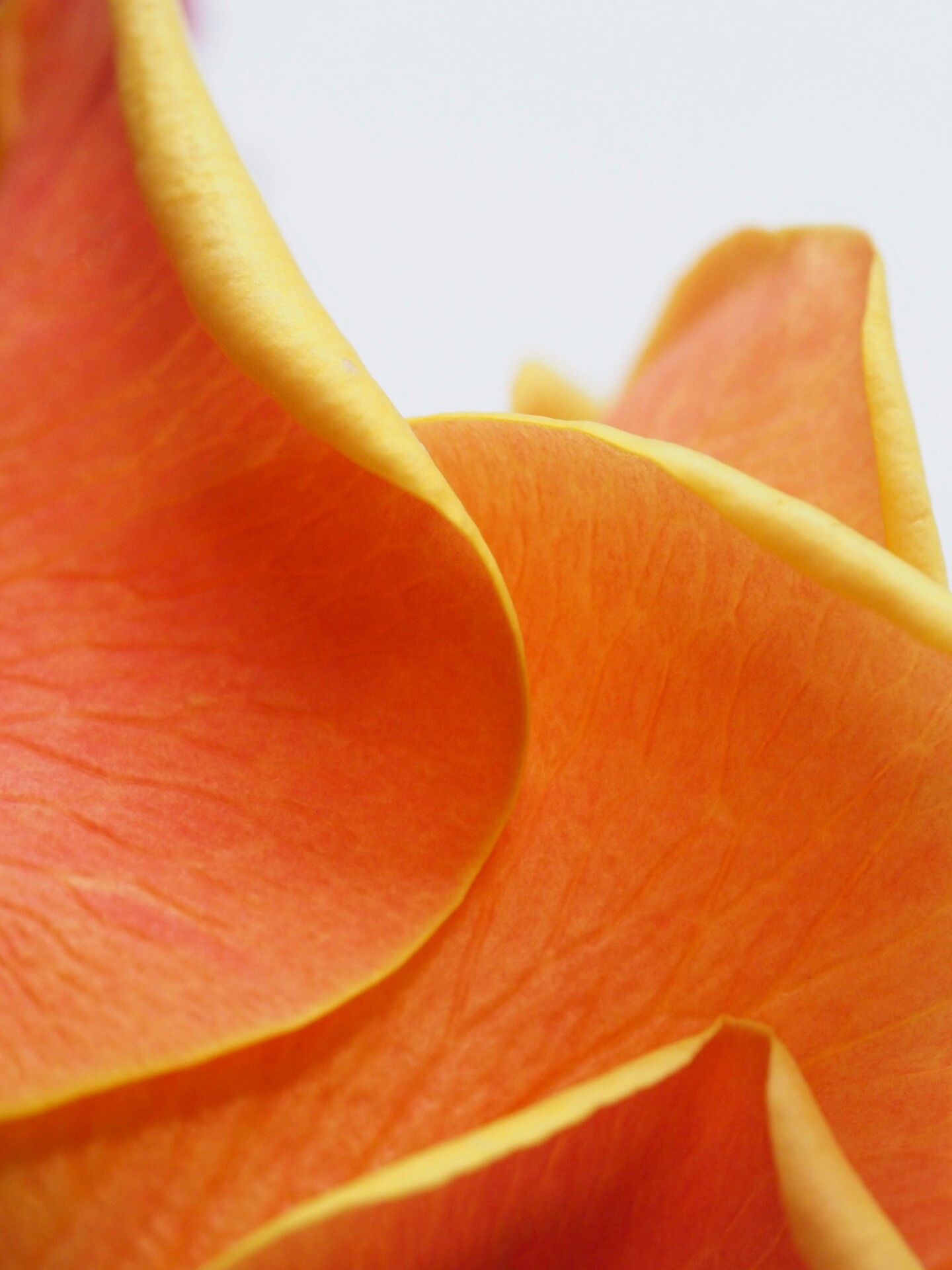 Orange petal macro textures